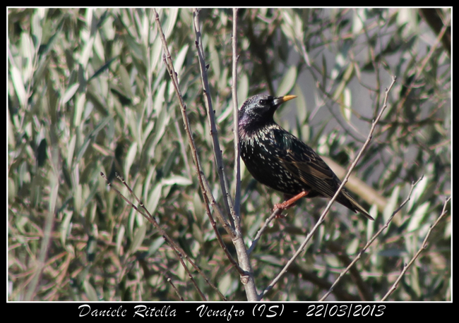 Sturnus vulgaris maschio???